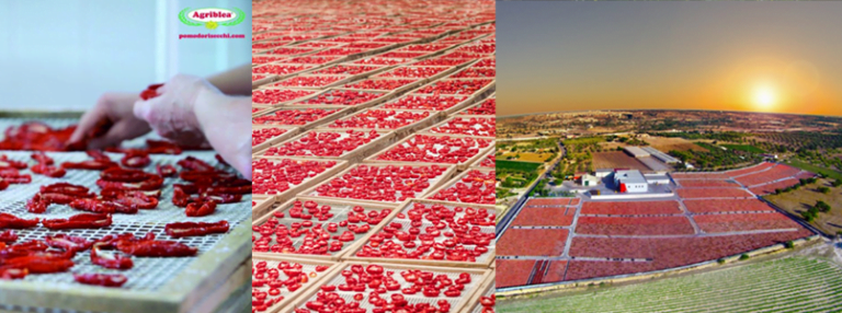 Azienda Agriblea produce pomodori essiccati al sole