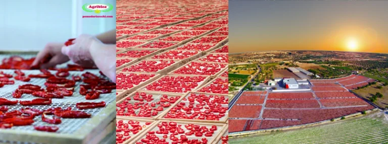 Azienda Agriblea produce pomodori essiccati al sole