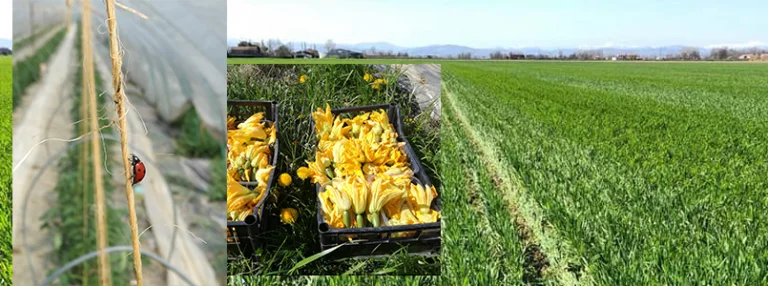 bio orto zanarini carla