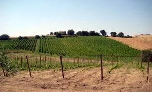 vino dell'azienda agricola i tre filari
