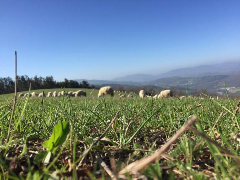 azienda agricola collina